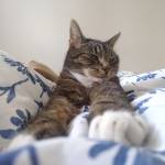 Tish Piwowarek Profile Picture